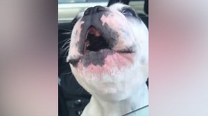 This dog can sing opera