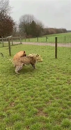 Leopard vs Dog Real Fight: Intense Animal Encounter!