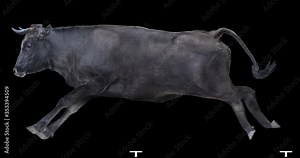 Black bull running realistic animation. Isolated animal video including alpha channel allows to add background in post-production. Element for visual effects.