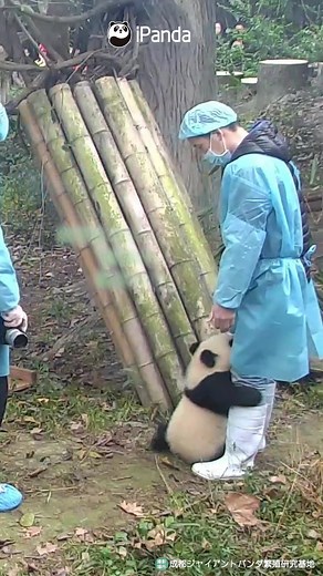 赤ちゃんパンダのかわいい日常と飼育員の物語