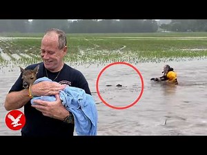 Heart-stopping moment baby deer is snatched from rapid flood waters by rescuer