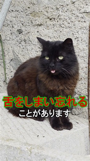 猫が舌を出したままな理由。実は忘れてます
