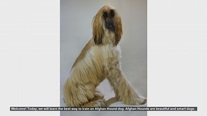 Effective Tips for Training Your Afghan Hound