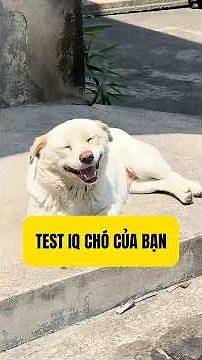 Test IQ Chó: Cún Nhà Bạn Thông Minh Đến Đâu? | Bác Sĩ Trung