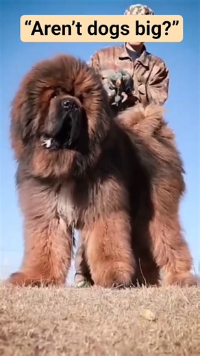 “Don’t dogs grow big?”😈☠️ #animals #dog #shortvideo #shortsfeed #viral #viralvideo #viralshorts