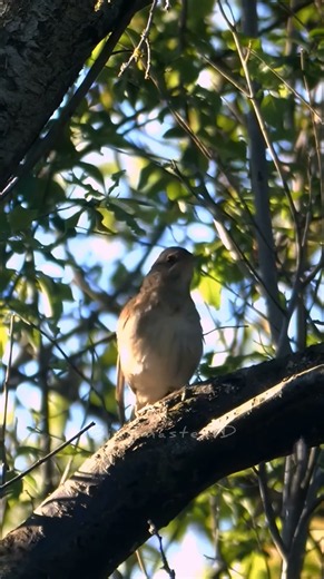 Nightingale Singing