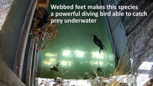 4.1K views · 91 reactions | This Common Loon may have mislanded, as...