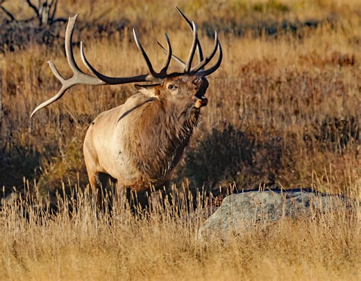 VIDEOS: Colorado's elk rut is in full swing as they battle — and bugle — for mates