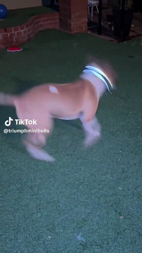 Sandy Lindstedt Triu on TikTok