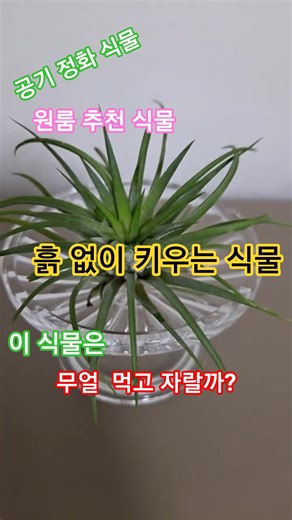🪴Tillandsia ionantha🪴틸란드시아 이오난사🪴식물이 흙 없이 어떻게 자랄까?🪴#공기정화식물#원룸추천식물#healing #기분전환 #garden #흙없이자라는식물