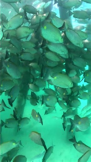 魚群之舞🐟大堡礁の靜謐與律動！Great Barrier Reef＃fish