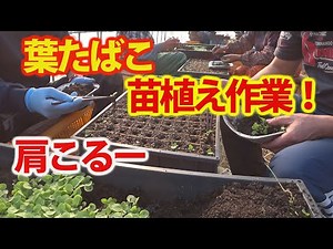 【会社員実家農業手伝う】2021葉たばこ苗がきたので苗植え作業、苗箱に箸で一つひとつ植える作業が肩こるー