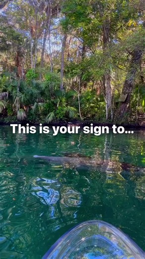 The conditions for viewing manatees will be absolutely perfect on the Weeki Wachee River this week! The weather outside has been frightful (by Florida standards )🥶 Cold over night lows blustery wind chill temps mean as soon as this wind wraps up this week— manatee madness🤯 | Get Up And Go Kayaking