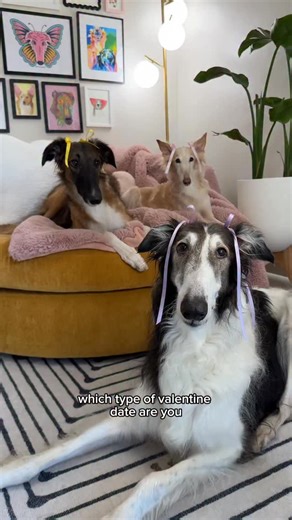 the sisters of the snoot on Instagram: "which snoot are you? 💘 • • • #valentines #snoots #borzoi #silkenwindhound #whichone"
