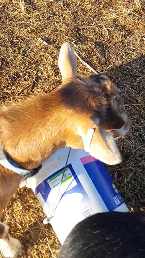 This video shows how I tell when my doe is getting close to delivery. The 'pencil ligaments' will completely disappear, and within 12 hours kidding will start. Other things to watch out for: 💛 Kid drops, so her back is not as flat across 💚 Discharge changes colour and consistency (it will become a rusty coloured long string) It's almost go time when this happens! 💙 Udder will puff up. Some doe's udders go completely huge, tight and almost shiny (though I do have one doe that doesn't bag up at