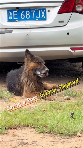 saving a shepherd dog extremely loyal to its owner.😭😭😭 #foryou #yourheart #hearttouching