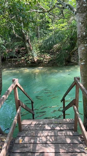 Mais um super hit com uma das paisagens mais lindas de Bonito, o nosso Balneário Municipal ❤️ E hoje é dia de um mergulho nas tuas águas cristalinas 🤩 #visitbonito 🎥 @visitbonito 🔗 www.visitbonito.com.br Apaixone-se 👉🏼 @visitmatogrossodosul Descubra 👉🏼 @visitbodoquena Explore 👉🏼 @visitcorumba (Capital do Pantanal) . . #visitmatogrossodosul #visitpantanalbonito #bonitoms #mtur #visitbrasil #ecoturismo #ecoturism #destinosustentavel #sustentabilidade #travel #instatravel #viagemeturismo #