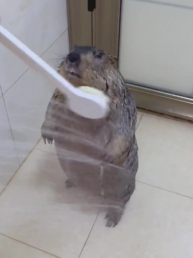 Marmot Bathing - Cute Pet Grooming Routine