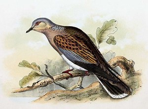 Fides (deity) - Alchetron, The Free Social Encyclopedia