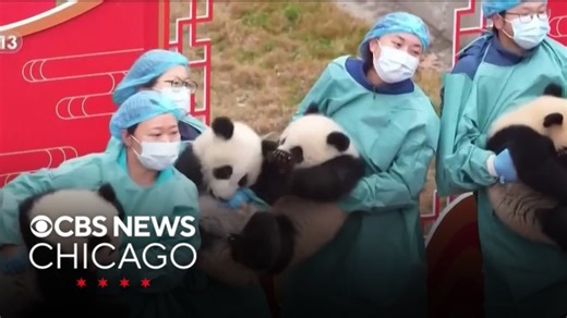 Panda cubs in China make their TV debut