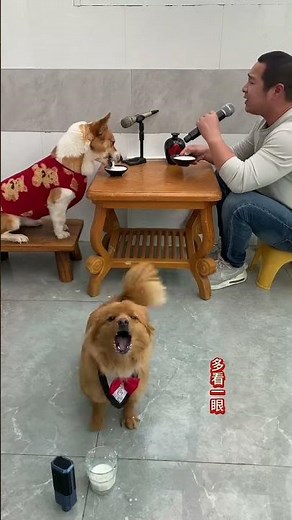 A song before meals, singing "How to Let Go" with my dog