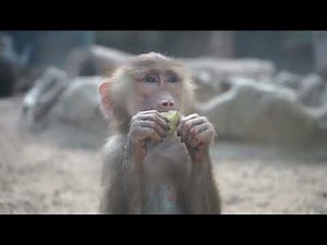 What does a monkey sound like? | Real monkey sound