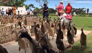 These Ducks Handle Pest Control for Vergenoegd Löw Wine Estate | OutdoorHub