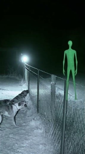 “Terrifying Infrared Footage: Dogs Confront a Glowing Alien Figure at Night”