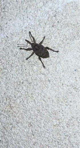 True weevil (Conotrachelus lucanus)