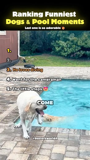 Ranking Funniest Dogs & Pool Moments