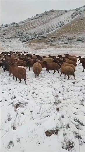 Sheep Grazing in Snowy Mountains ❄️🐑 | Winter Rural Life in Iran 🏔️