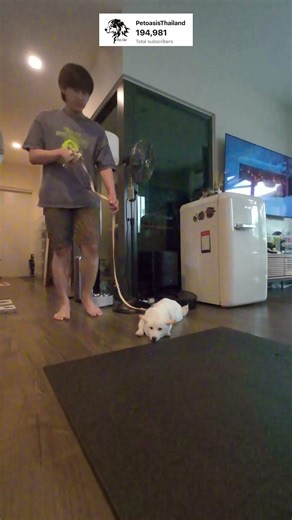 Leader walk ทำให้รู้ความคิดสุนัข #petoasisthailand