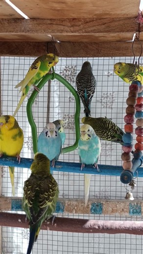 cheerful budgies chirping #birdchirping#birds #animalsounds #parrot #thebirdsonggroup #birdschirping