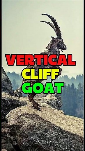 Alpine Ibex: The Goat That Climbs Vertical Cliffs