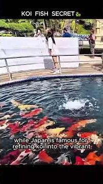 Koi Fish Meaning Explained 🐉 From China to Japan | Dragon Gate Legend & Color Symbolism 🇵🇭 #koifish