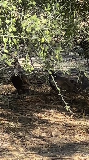 36 reactions | We identified 33 different bird species this morning, with the standout bird being the stunning Scaled Quail. Often called the "blue quail" for its beautiful blue-gray back and chest. We also saw more of our wild park residents during the hike 曆 Don't miss our next Bird Walk with a Ranger on November 29 at 8:45 am! | Falcon State Park - Texas Parks and Wildlife | Facebook