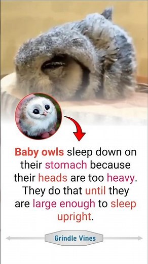 Why Baby Owls Sleep Like This 😳🦉