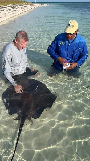 17K views · 163 reactions | Look at this incredible stingray experience - I am passionate about the planet and all the amazing creatures! 麗 | Ivan Carter | Facebook