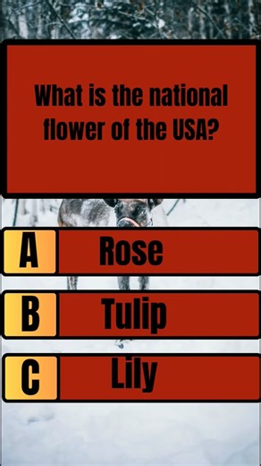 What Is the National Flower of the USA? 🇺🇸 | USA Quiz Question