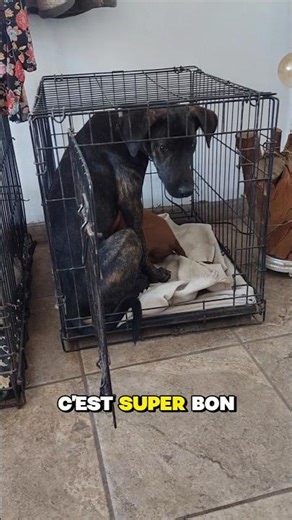 Dogs in cages!! What a scandal! #animalabuse