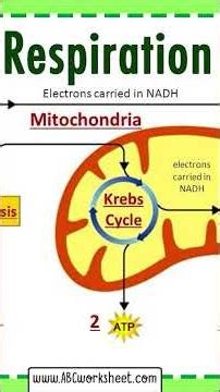 Cellular Respiration The Essential Process of Energy Production 2M