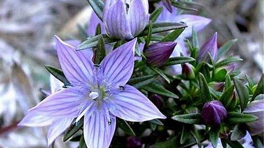 From Liver Support To Heart Health, Expert Reveals Health Benefits Of Swertia Chirata As Per Ayurveda
