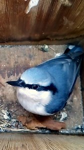 Nuthatch is back looking for somewhere to sleep 😴🥰 #wildlife #birdwatching #nature #birdhouse #birds | Nest Box Live