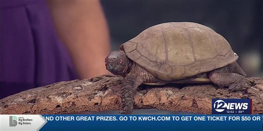 Newstalk Mr. Three Toed Box Turtle