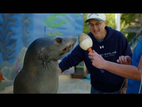 Meet Cronutt the Sea Lion—and the Scientists Who Helped Stop His Seizures