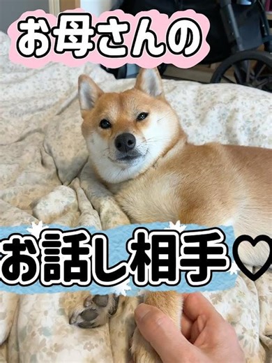 "I have to keep Mom company too!" #dog #shibainu #rainyday #napping #conversationalist #shibainu