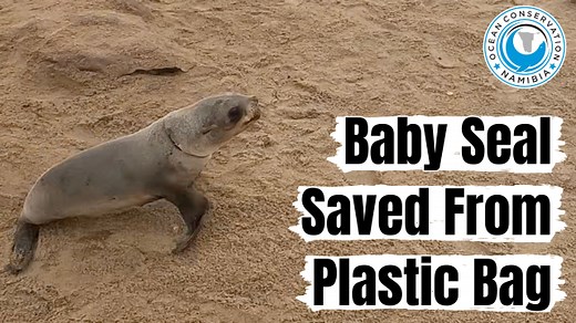 2K views · 341 reactions | Common plastic household rubbish can have the same devastating impact as fishing nets and fishing lines. Once it gets into the ocean or anywhere else in nature, any kind of animal can be the unlucky one to deal with the consequences of somebody's careless negligence. We have shown over and over again how even a few grams of plastic can kill even big animals. | Ocean Conservation Namibia | Facebook