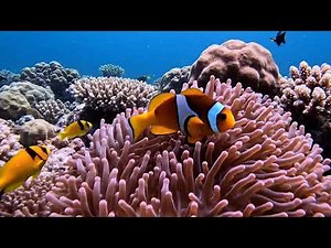 Clownfish Coral Reef Behavior | Free To Use