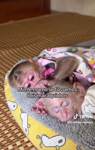 Casal de Macaquinhos: Vídeo Fofo e Divertido