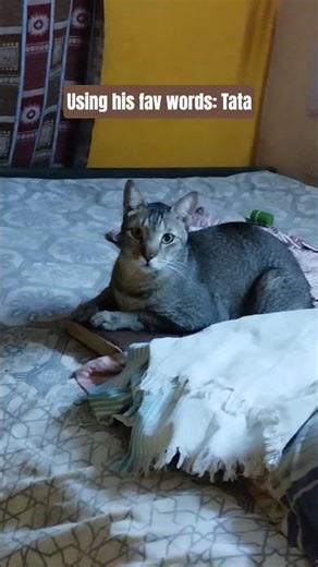 Fav words that catch his attention! tata #cat #catfamily #cute #funny
